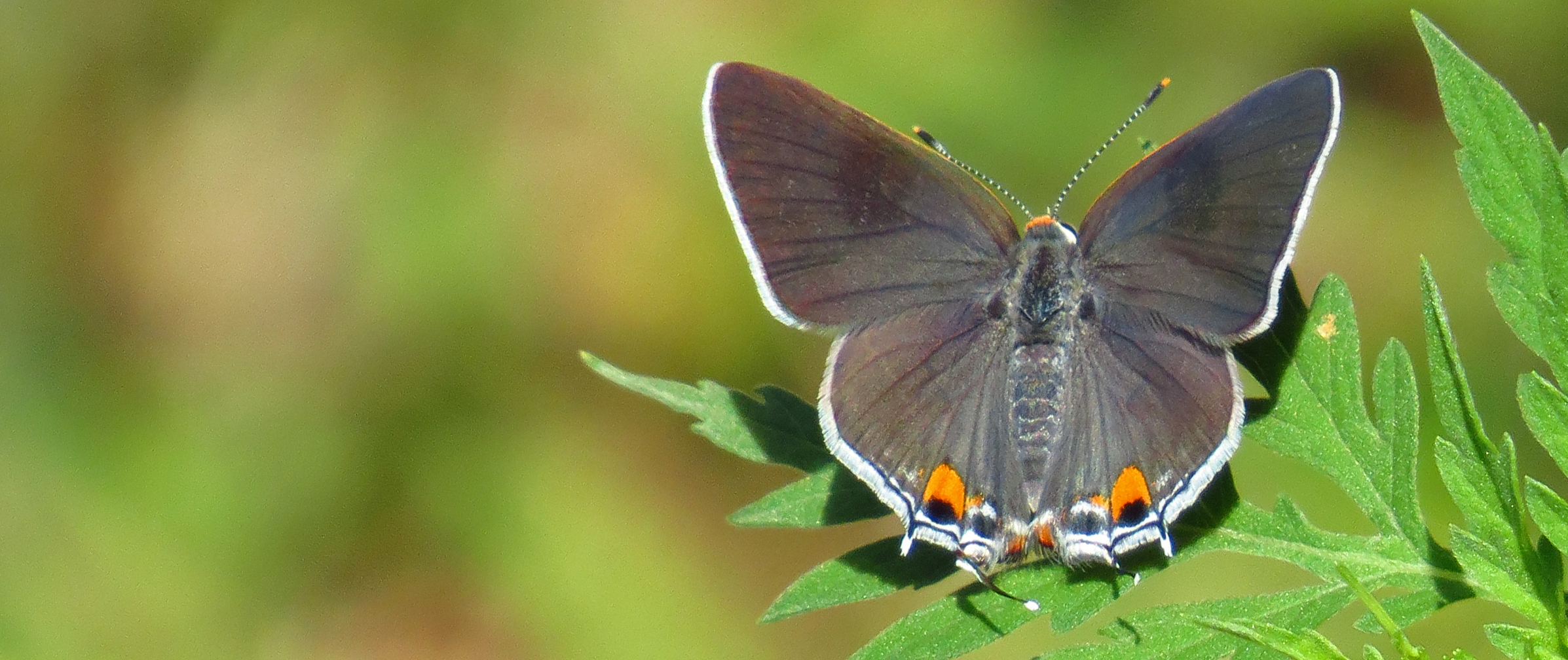 Butterflies of Alabama · iNaturalist