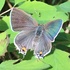 The Butterflies and Moths of the Discovery Islands icon