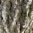 Lichen, Fungi, and Mosses of Cambridge, MA icon
