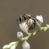 Pinellas County Native Bees icon