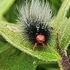 Invertebrates of the Lewa Wildlife Conservancy icon