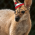 Where&#39;s wallaby? SEQ Macropod observations icon
