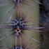 Sonoran Desert Observations icon