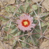 Chihuahuan Desert Observations icon