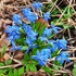 "Lithuanian Botanical Odyssey: Unveiling Nature's Green Treasures" icon