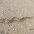New Mexico Gopher Snake Monitoring, 2014 icon