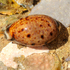 Molluscs of Port Hedland icon
