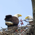 Texas Eagle Nests icon