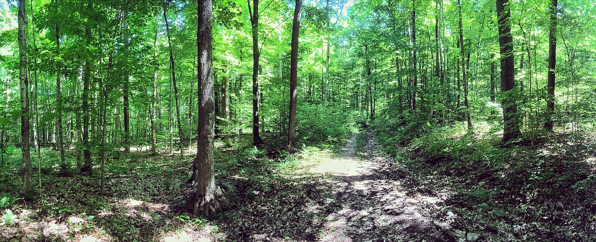 Biodiversity Of Bakersfield, Vermont · INaturalist Mexico