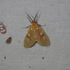 Moth Survey icon