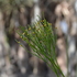 Pteridophytes of the Everglades icon