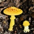 Mushrooms and Fungi of Flathead and Lake county icon