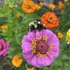Bee the Scientist icon