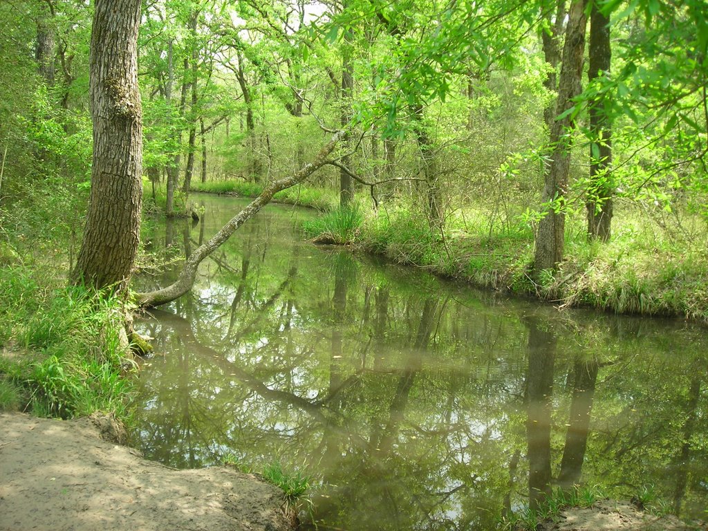 Lick Creek Park 2018 BioBlitz · BioDiversity4All