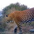 Eastern Cape leopards icon