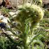 Alpine Thistles of the Rocky Mountains icon
