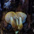 Western Slope Colorado Fungi 2024 icon