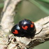 Ladybird Beetles in the Netherlands &amp; Belgium icon