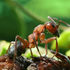 Ukrainian Ants icon