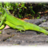 Green Iguanas on Cayman Brac icon