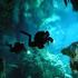 Fauna acuática de los Cenotes de la Península de Yucatán icon