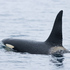 Iceland Orca Watch icon