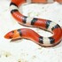 Herpetofauna of Collier County icon