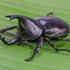Expedition Entomology - Thailand icon