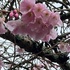 Prunus spp. of Plymouth icon