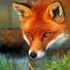 fox in iran icon