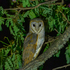 Owl &amp; Bird Kingdom Tissamaharama icon