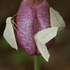 White Slant-Line (Tetracis cachexiata) Flower Interactions icon
