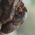 Cicadas of Northwest TN Survey (Periodical and Annual) icon