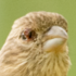 Bird Feeder Disease &amp; Injury icon