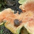 Species of Southington icon