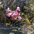 Flora do Centro Oeste de Minas Gerais icon