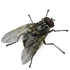 Flies (Diptera) of the Himalayas icon