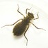KMLA Aquatic Insect List icon