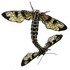 Mating Moths icon