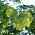 NUF Tree Species Identification icon