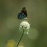 Pollinators of Armenia icon