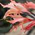 Gladiolus carneus species complex - Varieties icon