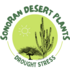 Sonoran Desert plant drought stress  / Estrés en plantas por sequía en el Desierto Sonorense icon