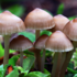 Macro-fungi of SESP, Washington icon