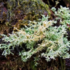 Lichens of SESP, Washington icon