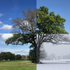 Trees across Exeter UK icon