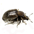 Mating Beetles icon