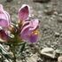 Native Flora of Summit County, UT icon