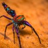 LGP Ecology 2024 - Cool Stuff in Nature icon