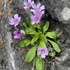 Flora of Northern Utah icon